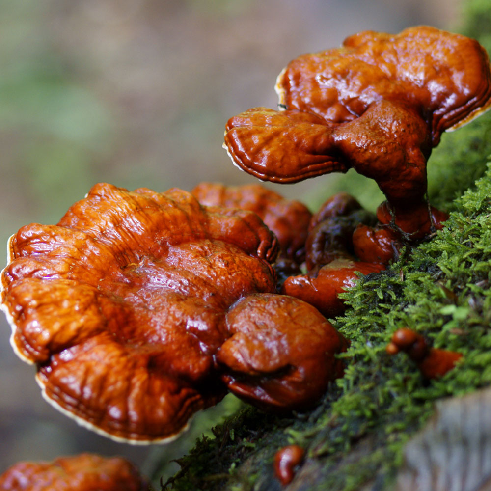 Nấm Lim Xanh - Ann House